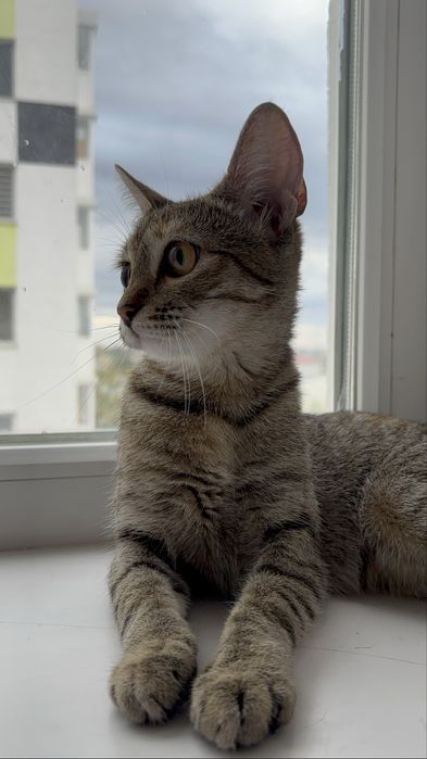 Отдам кошку в самые лучшие руки