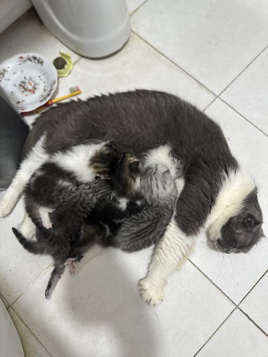 Skotsh Fold toza paroda bolalari bilan sotiladi