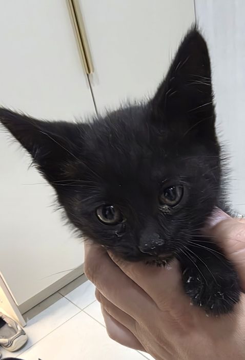 Котенок месяц приучен лотку