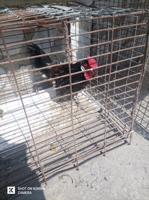 Паррандалар сотилади