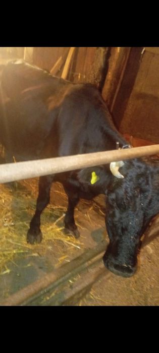 Продам корову.8 отёл