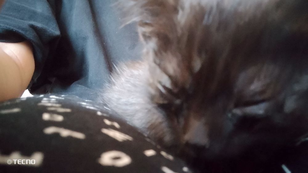 отдам  маленького котенок