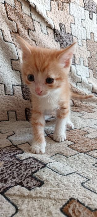 Отдам в добрые руки милых котят