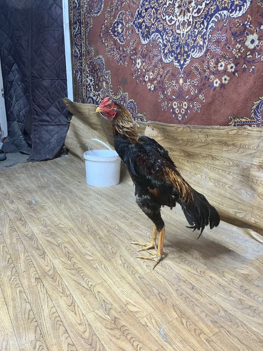 Дакан майский Джужа