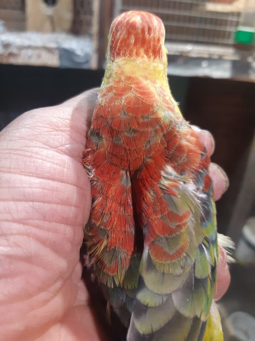 Продавам пойни папагали, финки и диамантени гугутки