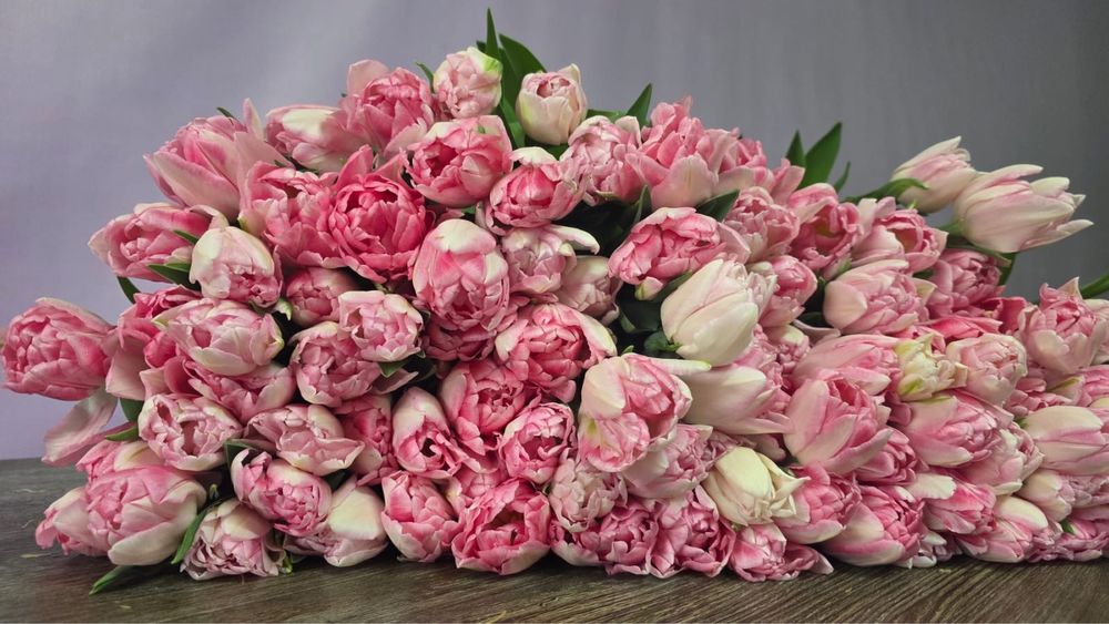 Тюльпаны оптом и розница