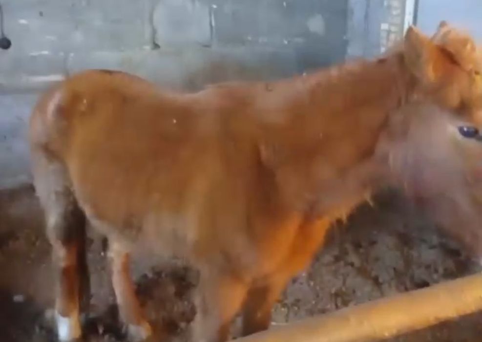 Продам жабагушек . Цены разные.