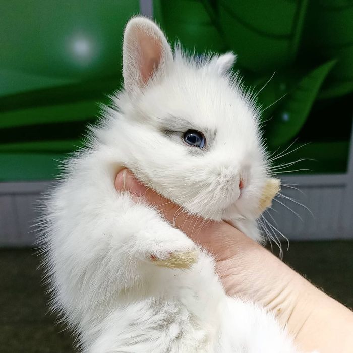 Маленькие домашние кролики