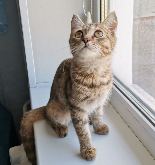 Котенок в добрые руки