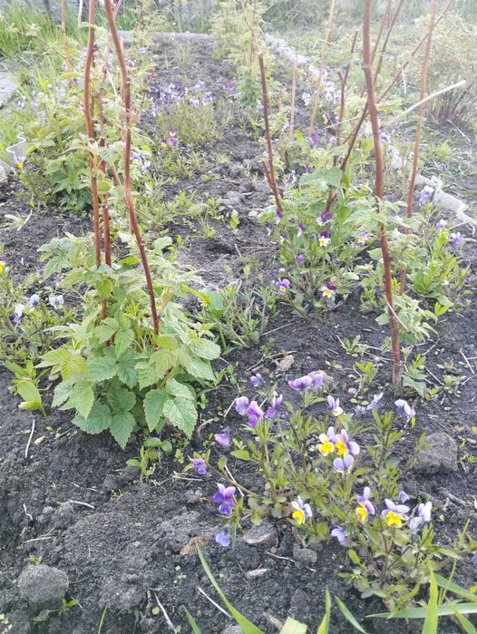 Продам дачу в обществе Борки