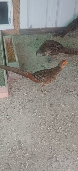 Mascul fazan auriu pe roșu