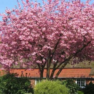 Cires Japonez Kanzan