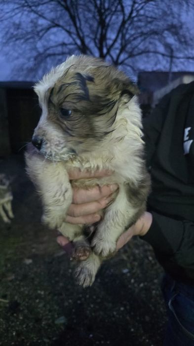 Щенки кушают сами милые