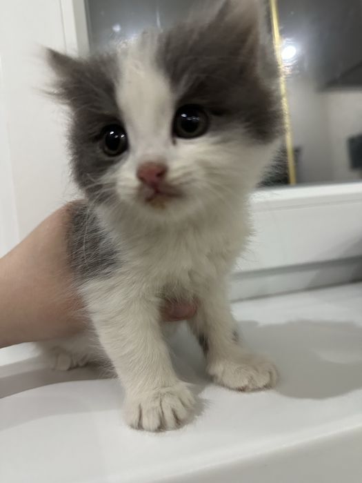 Отдам котят в добрые руки