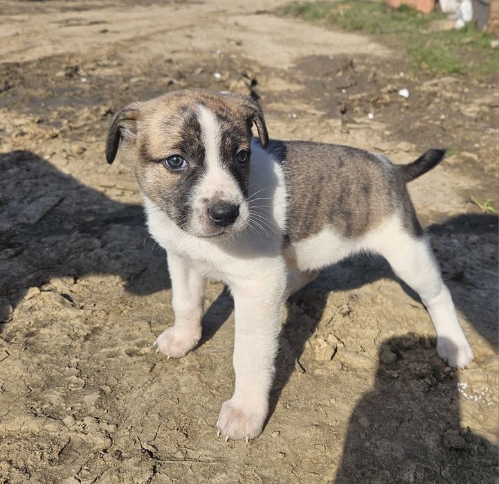 Adopție catei talie mica-medie