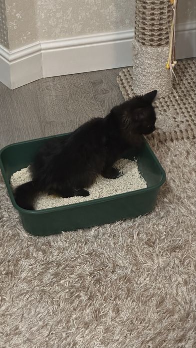 Котенок метиз мейнкуна