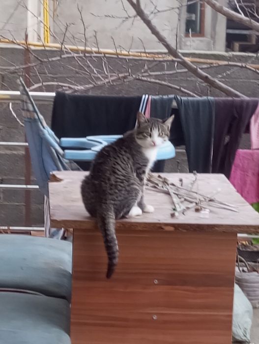 Отдаем котенка в хорошие руки