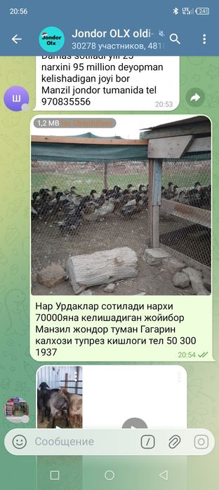 Урдаклар беш ойлик нар
