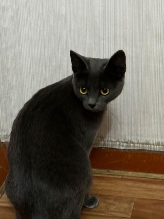 Отдам кошку бесплатно
