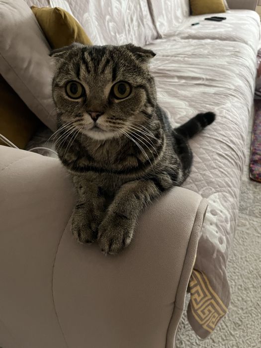 Кот, 5 лет, отдаем в самые добрые руки