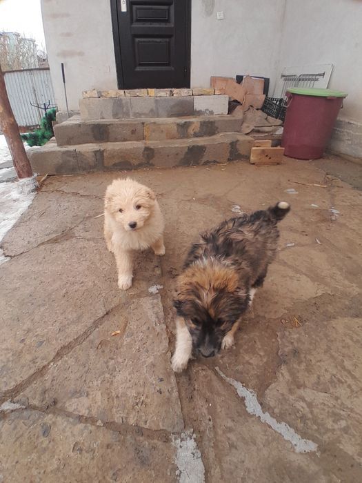 Төбет күшік сатылады