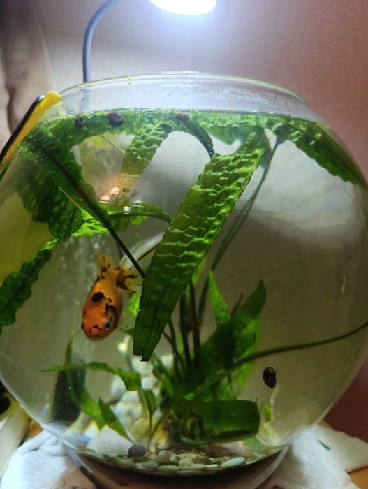 Отдам  водоросли