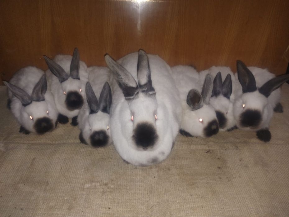 Vând iepuri californian