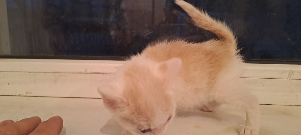 Отдам котят 3 недели