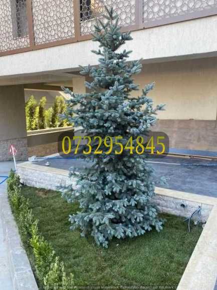 Gazon de Calitate – Grădină Nouă Peste Noapte