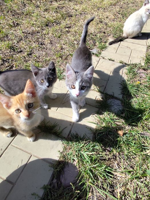 Котята от крысыловки.