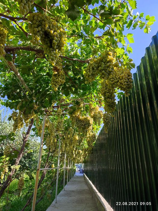 Участок в городе Навои