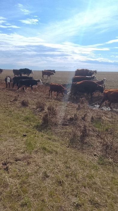 Продам  Каров с телятами .