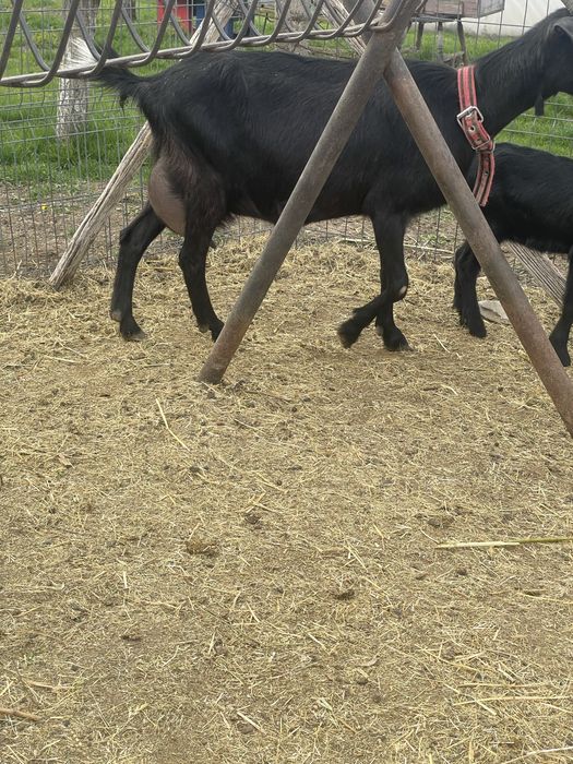 Capra metis de alpin cu anglo nubian cu un ied si o iada