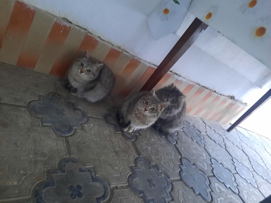 Котята ухожинные