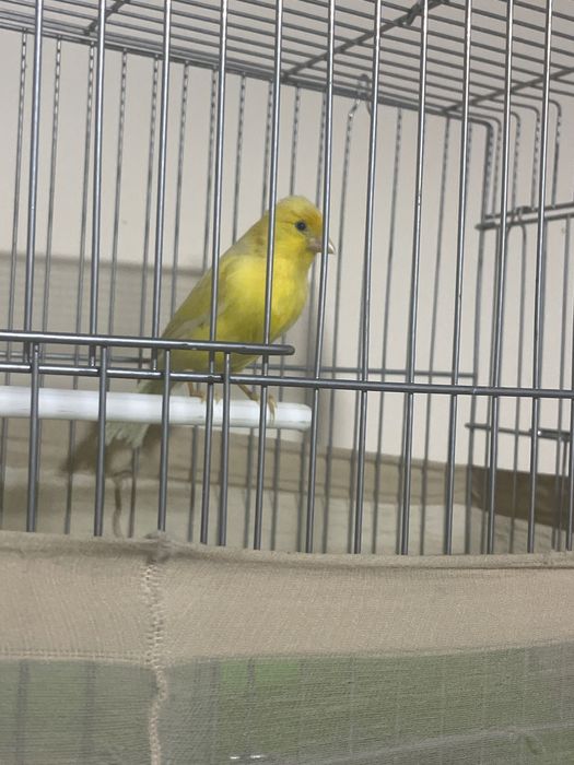 Kanareka optim donaga sotiladi 4 ta moda 4 ta nar