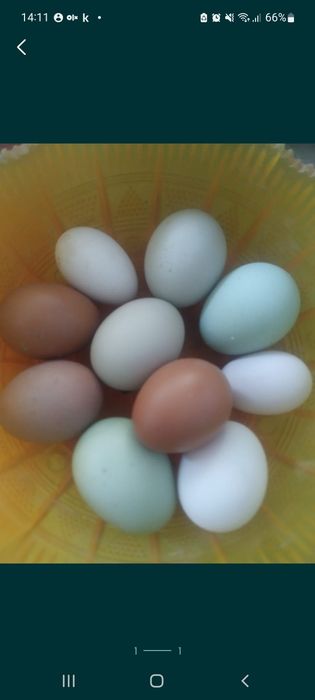 Домашние яйца вкусные