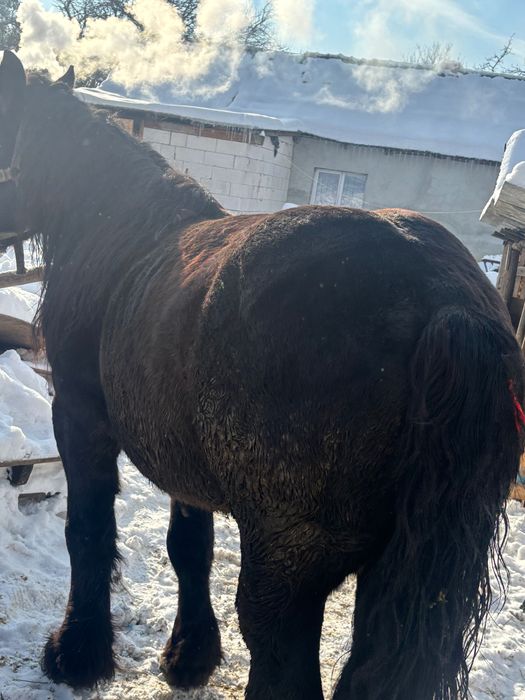 Vând armăsar de 5 ani