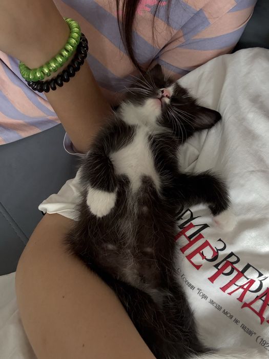 Отдам котят в добрые руки