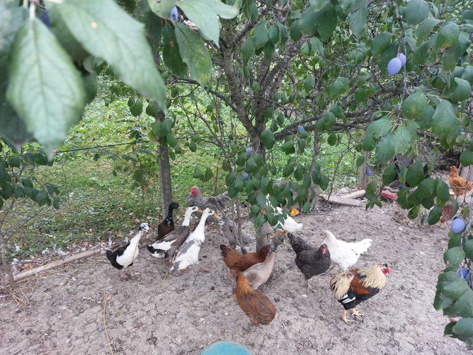 Oua rate indiana alergatoare