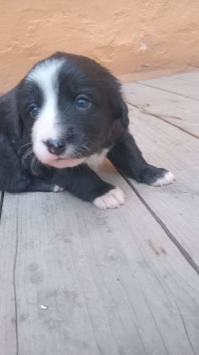 Щенки маленькие домашние