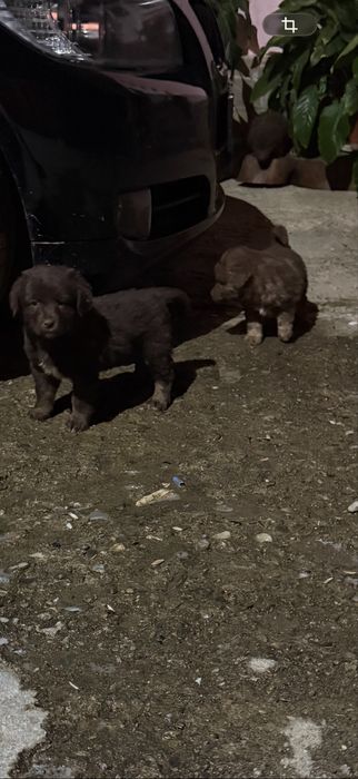 Pui de caine de adoptat