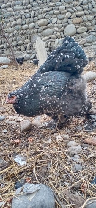 Брама мрамор тёмный