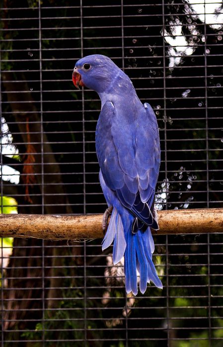 Малък Александър Мутация