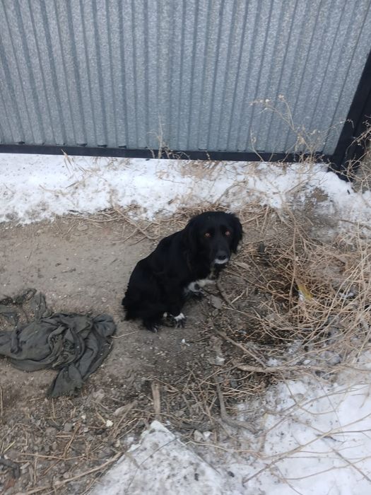 Отдам даром шенков