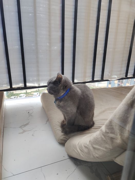 Britsh shorthair qiz bola