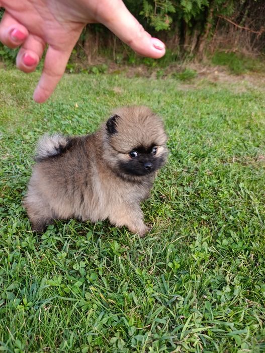 Pomeranian mini toy