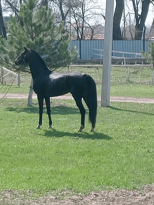 Жеребец Ахалтекинской породы