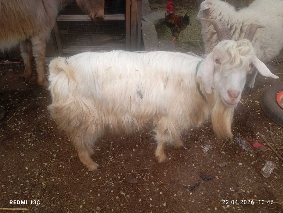Продам козу с козленком