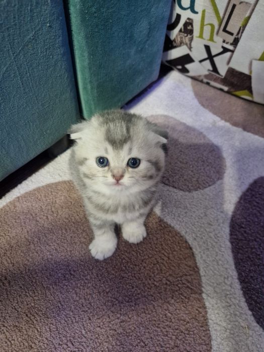 Продам шотландский котят