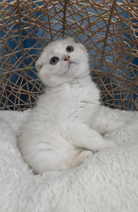 Котенок скоттиш фолд  серебристая шиншилла